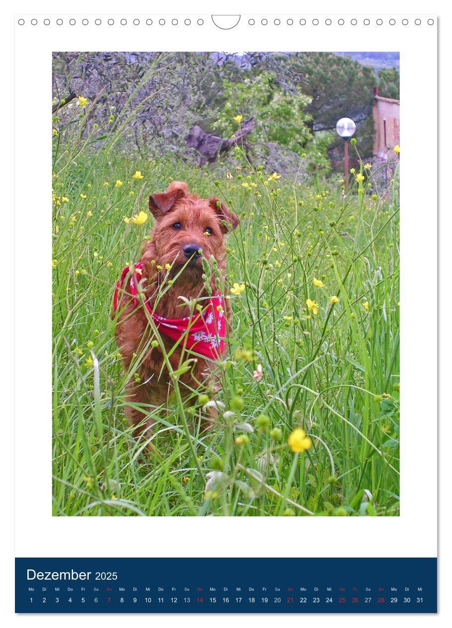 Bild: 9783435950768 | Kelly - Ein Irish Terrier macht Urlaub (Wandkalender 2025 DIN A3...