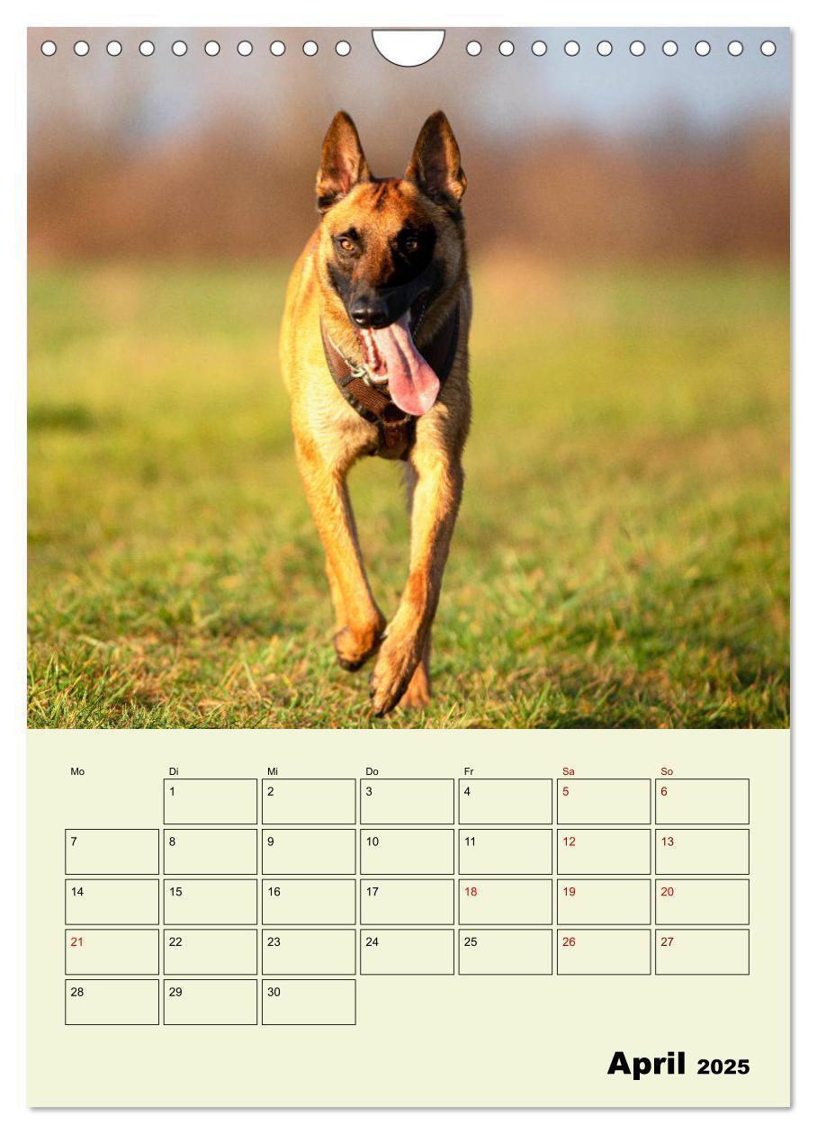 Bild: 9783435947447 | Malinois verlässliche Begleiter (Wandkalender 2025 DIN A4 hoch),...