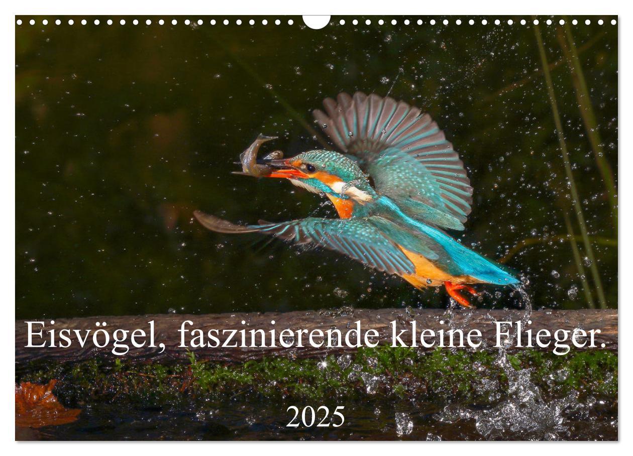 Cover: 9783435173488 | Eisvögel, faszinierende kleine Flieger. (Wandkalender 2025 DIN A3...