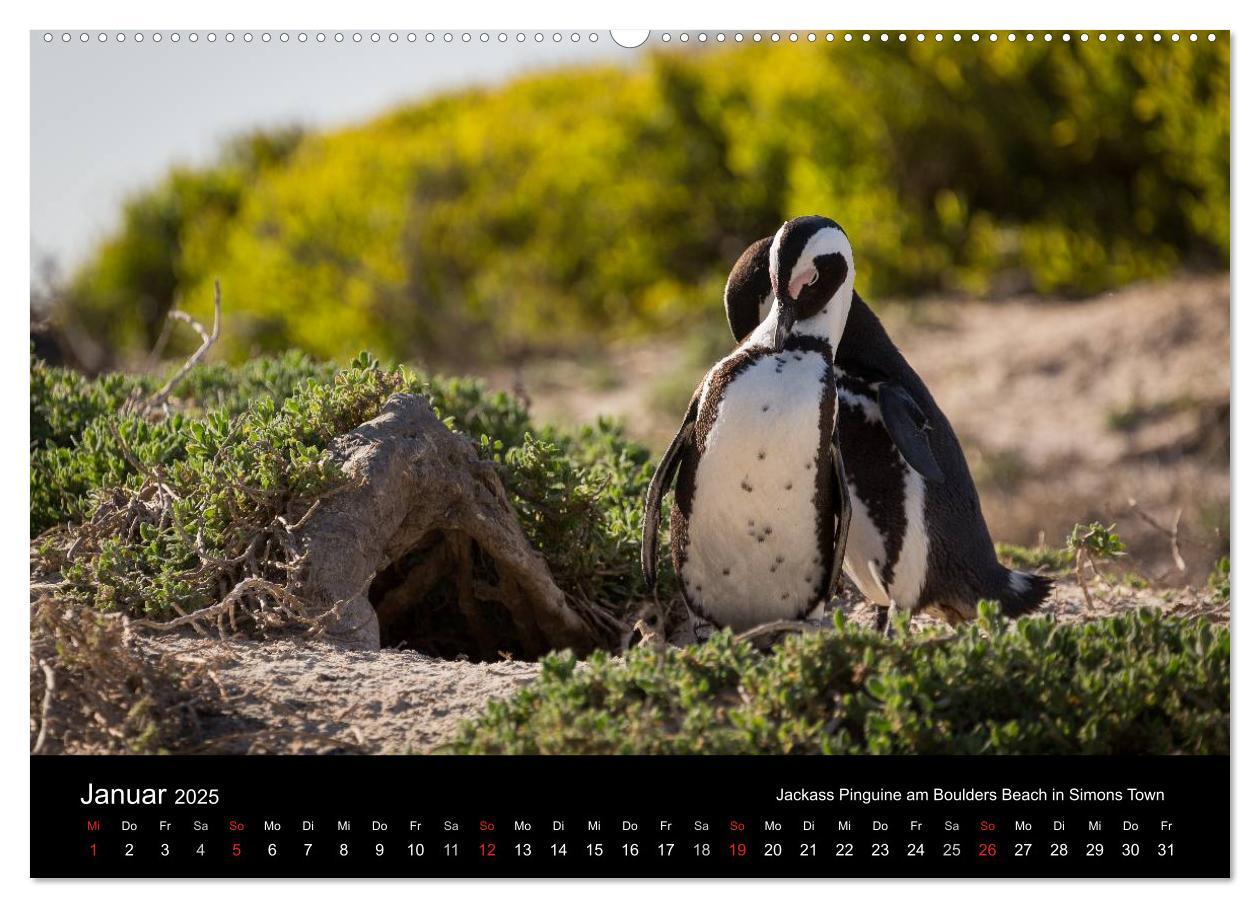 Bild: 9783435573103 | Wunderschönes Südafrika (Wandkalender 2025 DIN A2 quer), CALVENDO...