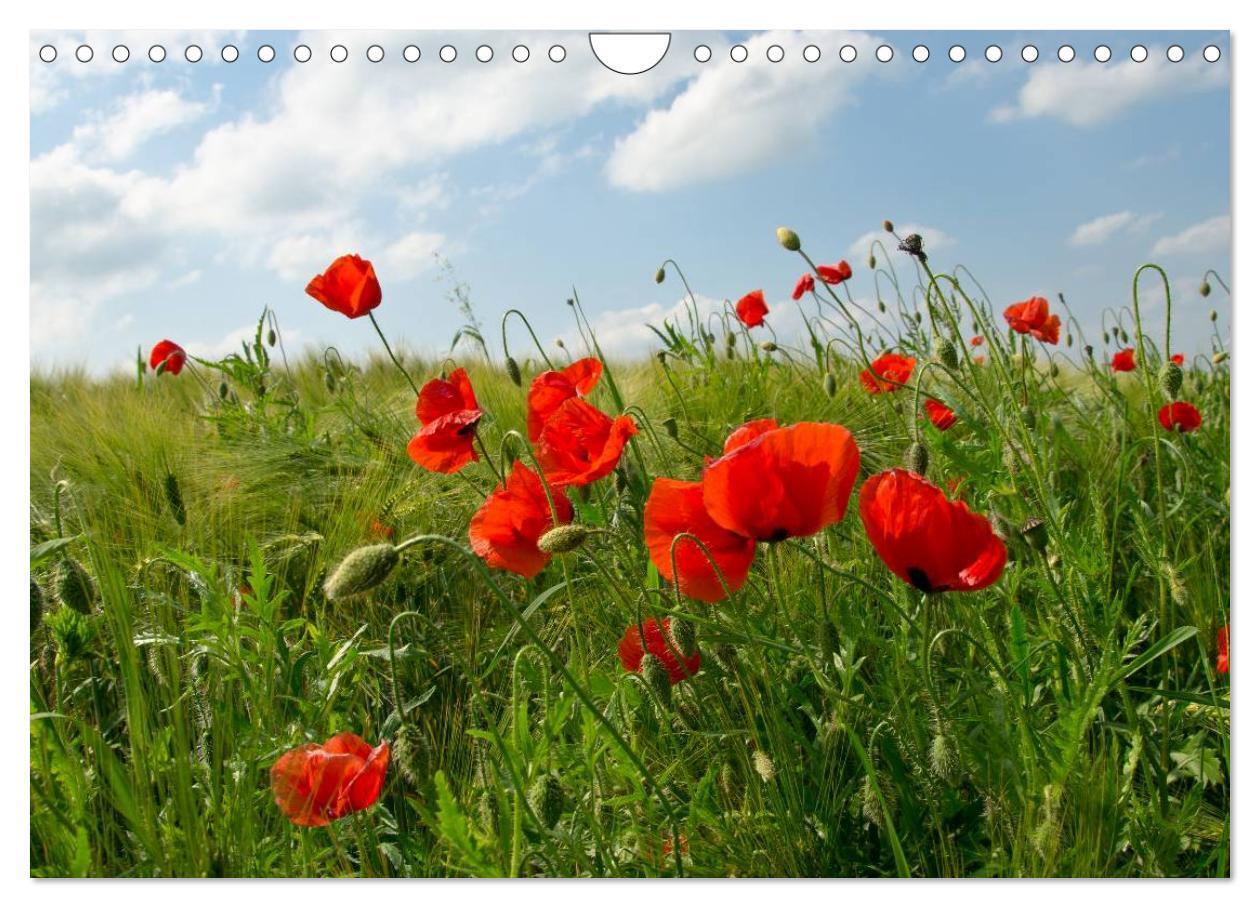 Bild: 9783435218646 | Ein Traum von Mohn (Wandkalender 2025 DIN A4 quer), CALVENDO...