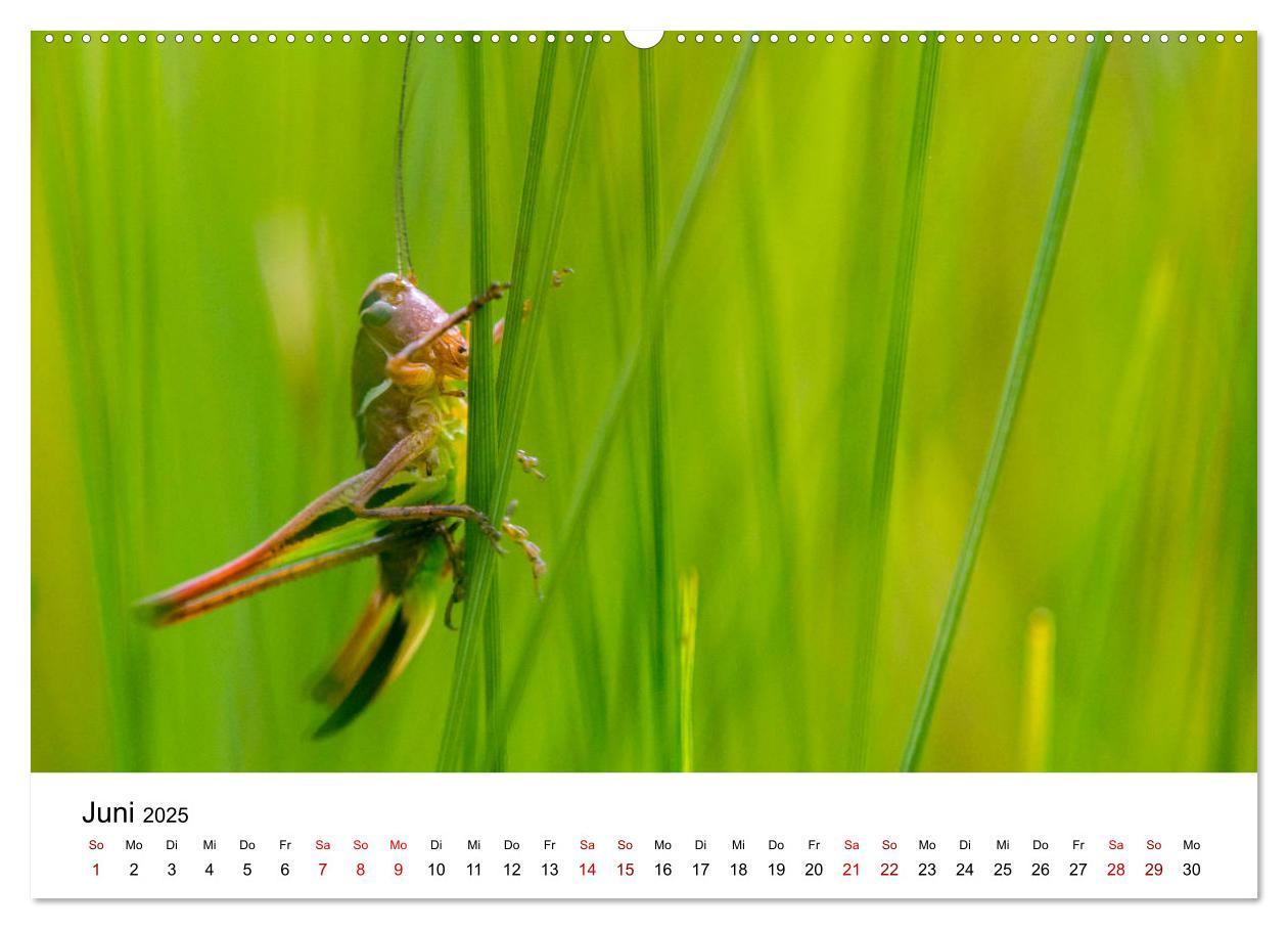 Bild: 9783435163885 | Oberbayerischer Insekten Kalender (hochwertiger Premium...