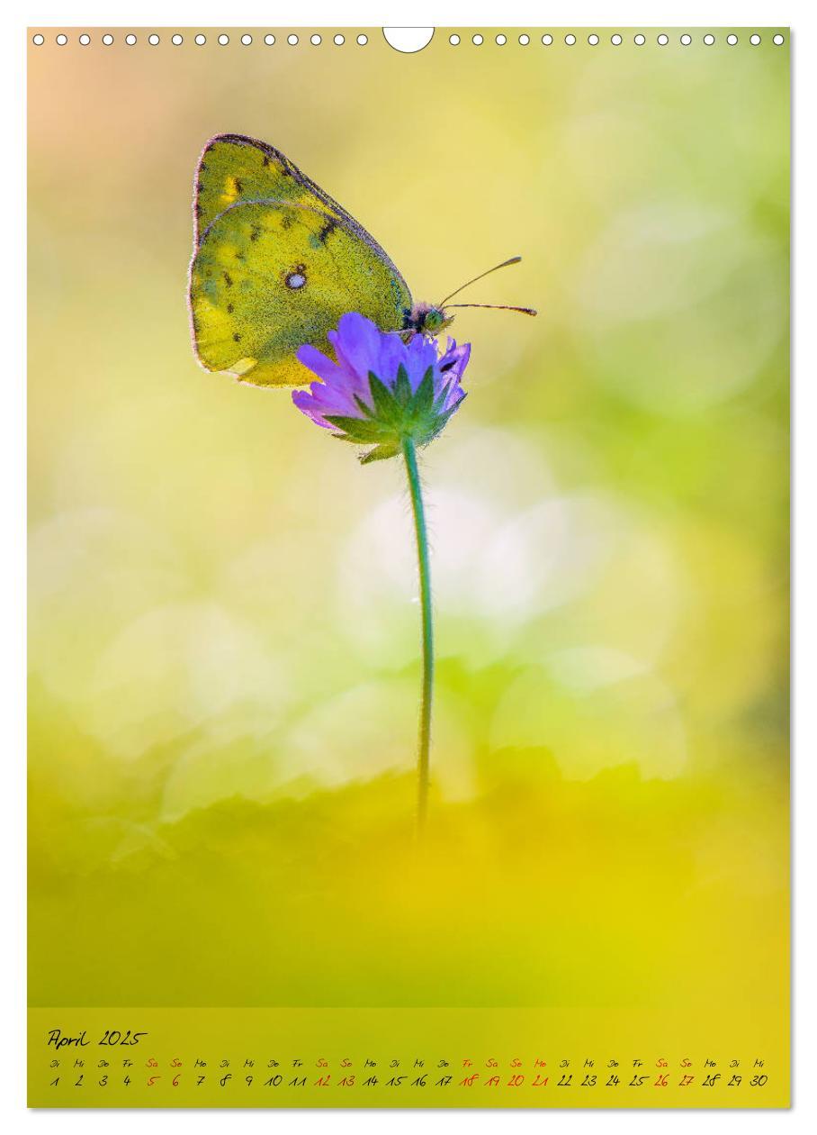 Bild: 9783435976324 | Kunterbuntes Gartenleben - Schmetterlinge in Gärten und Parks...