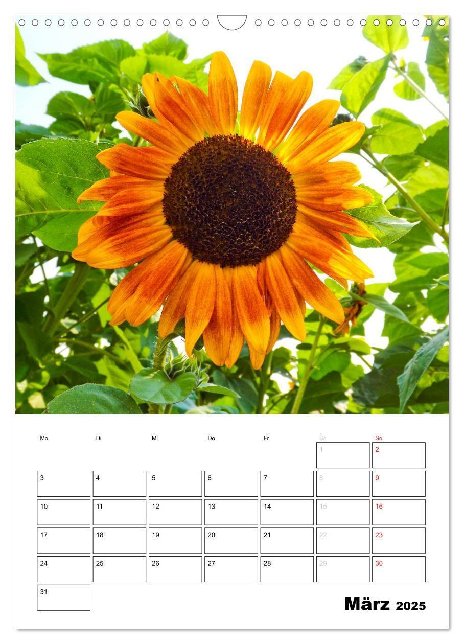 Bild: 9783457004616 | Strahlende Sonnenblumen (Wandkalender 2025 DIN A3 hoch), CALVENDO...