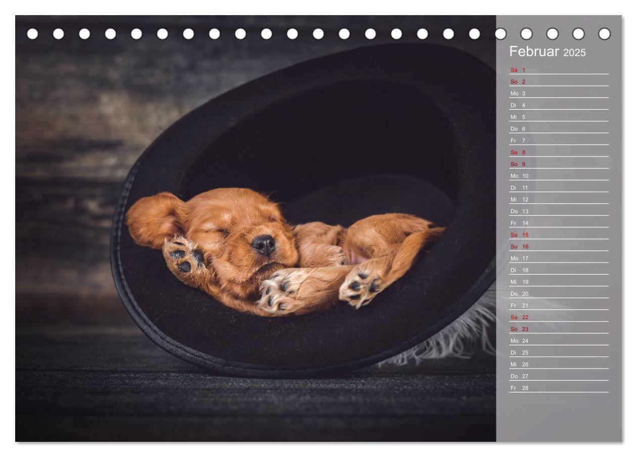 Bild: 9783435328925 | Englische Cocker Spaniel Welpen (Tischkalender 2025 DIN A5 quer),...