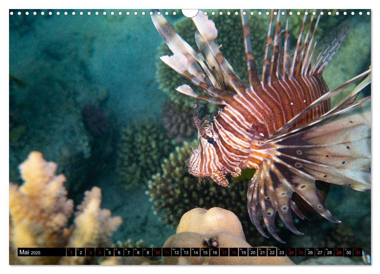 Bild: 9783435096312 | Naturwunder im Roten Meer (Wandkalender 2025 DIN A3 quer), CALVENDO...