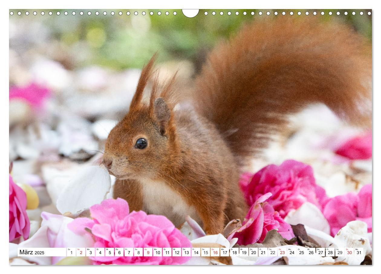 Bild: 9783435669912 | Eichhörnchen im Königlichen Garten (Wandkalender 2025 DIN A3 quer),...