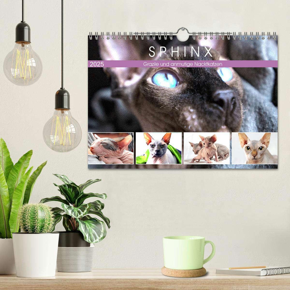 Bild: 9783435050277 | Sphinx. Grazile und anmutige Nacktkatzen (Wandkalender 2025 DIN A4...