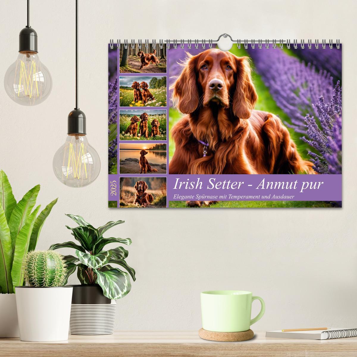 Bild: 9783435010844 | Irish Setter - Anmut pur (Wandkalender 2025 DIN A4 quer), CALVENDO...