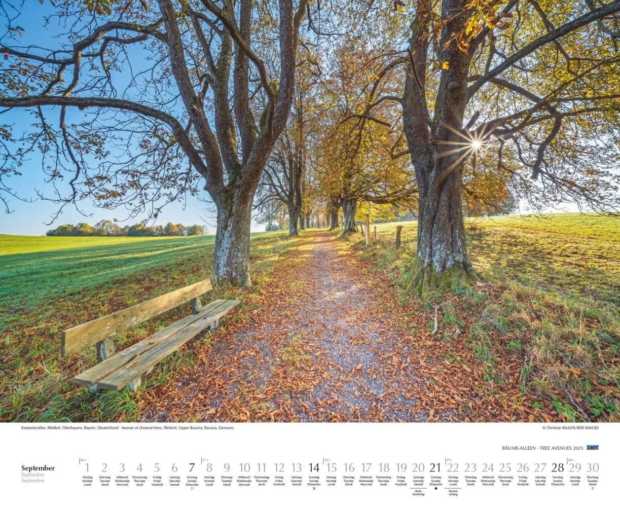 Bild: 4250809652702 | DUMONT - Bäume - Alleen 2025 Wandkalender 52x42,5cm, Kalender mit...