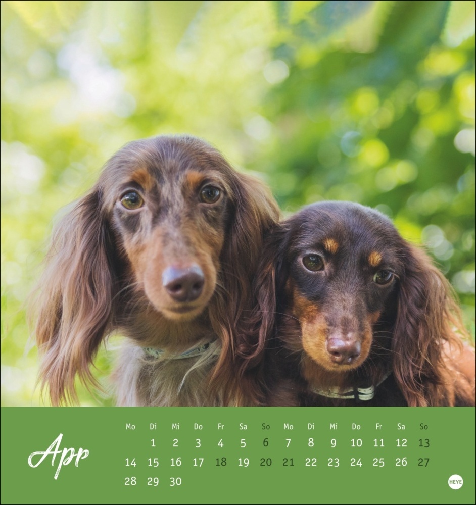 Bild: 9783756407156 | Dackel Postkartenkalender 2025 | Kalender | Spiralbindung | 13 S.