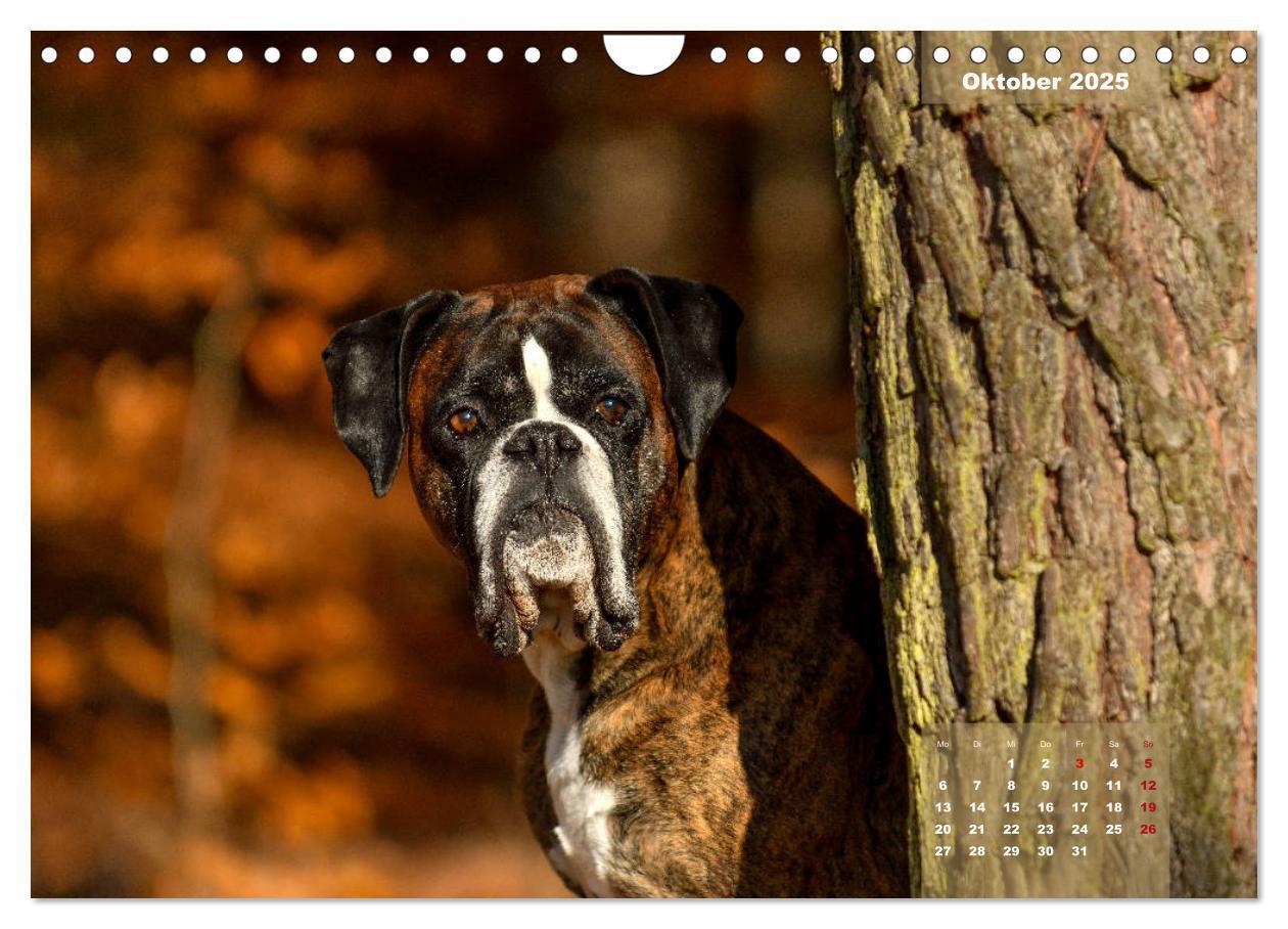 Bild: 9783435179947 | Einmal Boxer - immer Boxer (Wandkalender 2025 DIN A4 quer),...