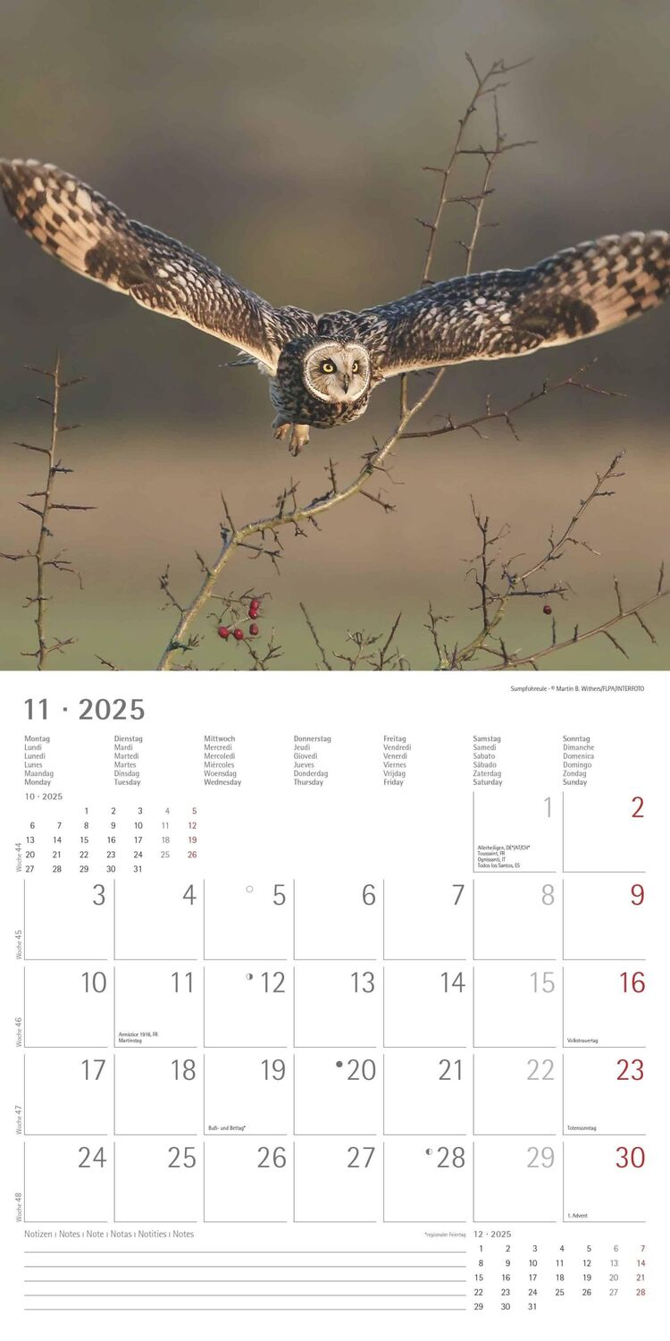 Bild: 4251732340735 | Eulen 2025 - Broschürenkalender 30x30 cm (30x60 geöffnet) -...