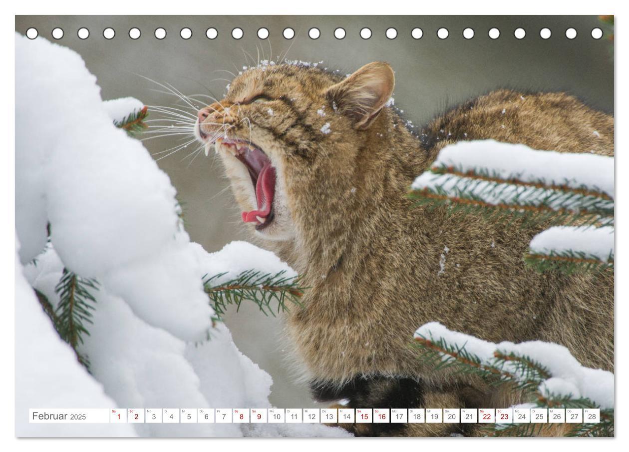 Bild: 9783435218394 | Wildkatzen - die anmutigsten Raubiere in Europa. (Tischkalender...