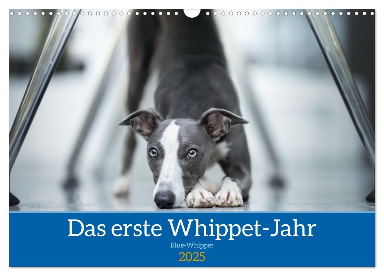 Cover: 9783435040605 | Das erste Whippet-Jahr (Wandkalender 2025 DIN A3 quer), CALVENDO...