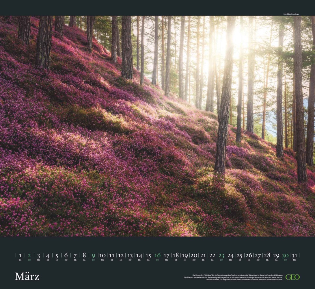 Bild: 4002725988683 | GEO - Sehnsucht Wald Wandkalender 2025 - Eindrucksvoller...