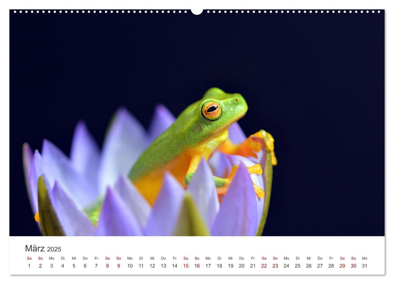 Bild: 9783435000937 | Frösche - Die wunderschöne Welt der bunten Hüpfer. (Wandkalender...