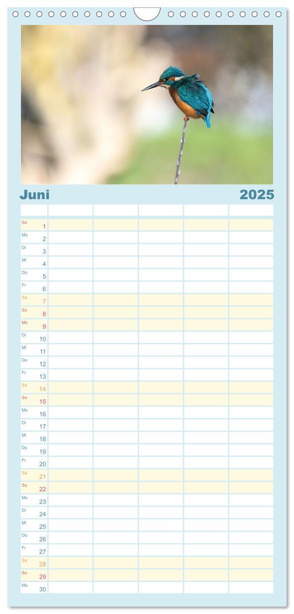 Bild: 9783457103470 | Familienplaner 2025 - Eisvogel im Porträt mit 5 Spalten...