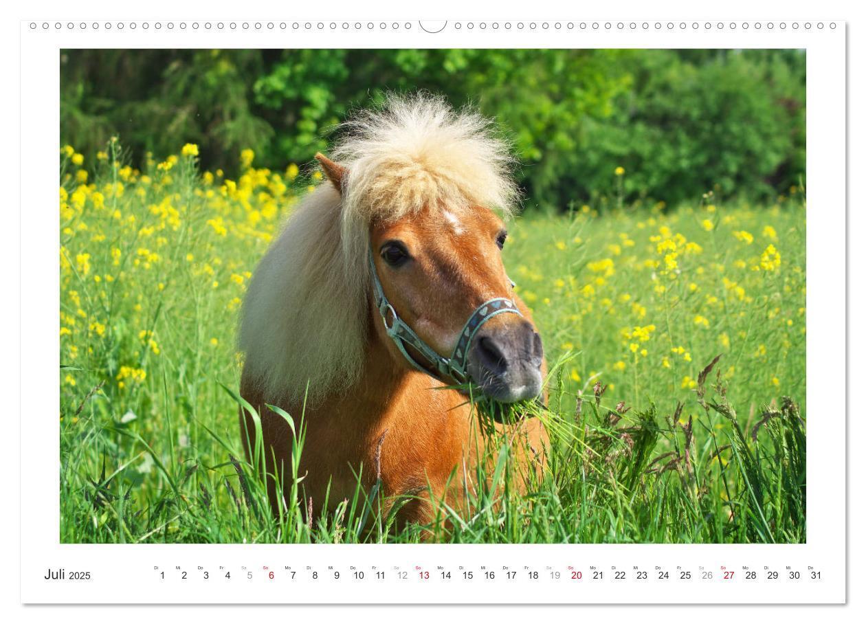 Bild: 9783435689996 | Der Pferdekalender (hochwertiger Premium Wandkalender 2025 DIN A2...