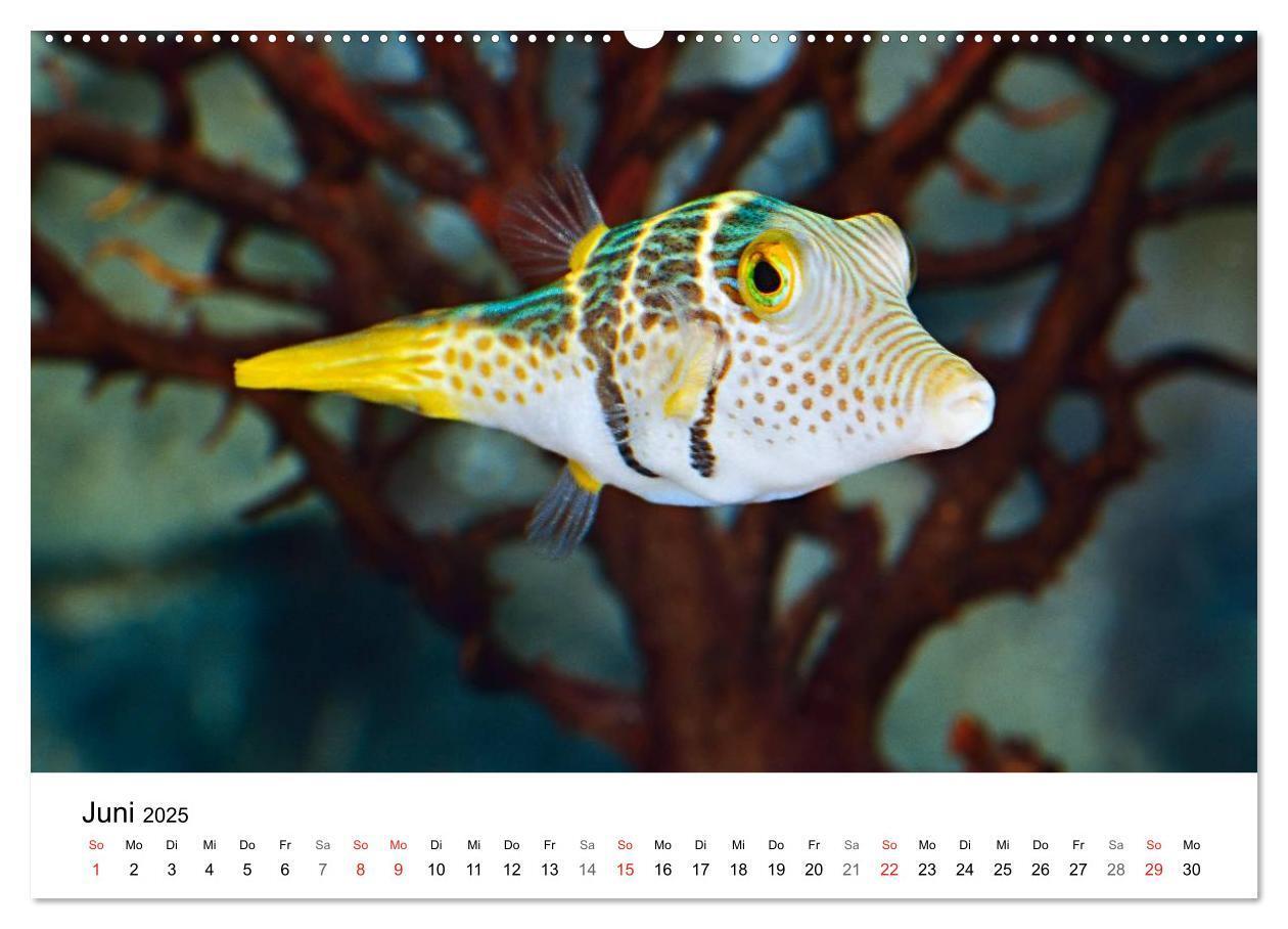 Bild: 9783435793587 | Fischzauber - Wundervolle Aquarienfische (Wandkalender 2025 DIN A2...