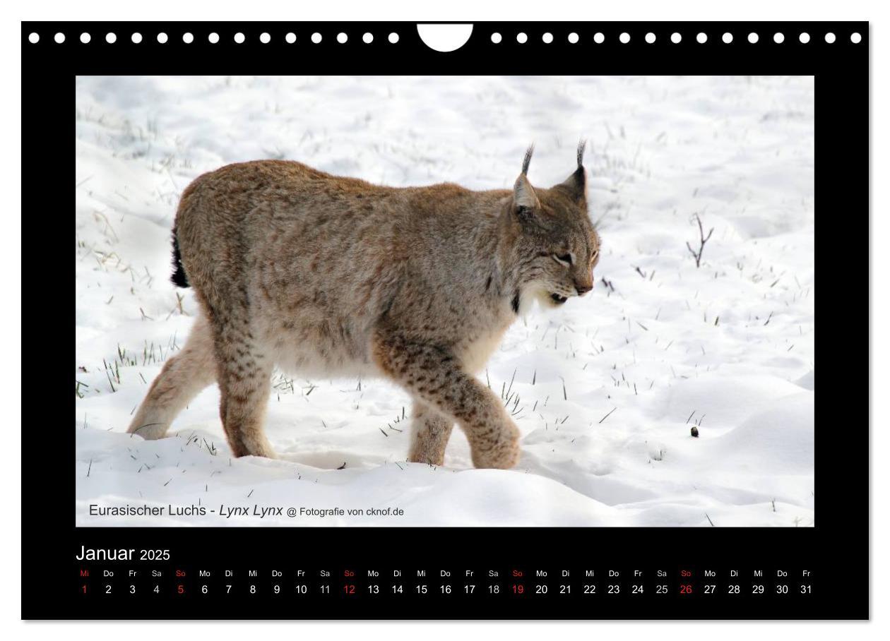 Bild: 9783435786183 | Wildtiere (Wandkalender 2025 DIN A4 quer), CALVENDO Monatskalender