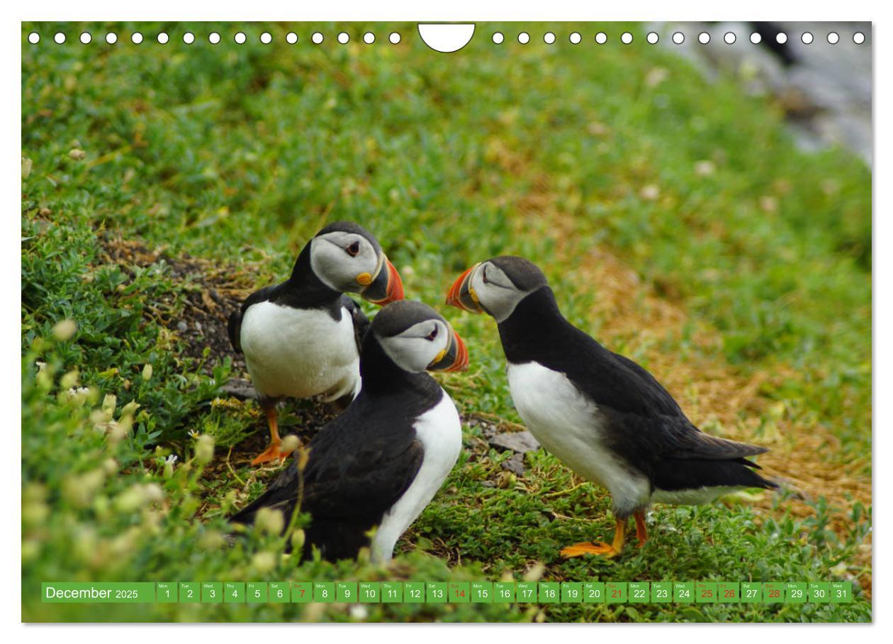 Bild: 9781325944064 | Puffins - small birds very big (Wall Calendar 2025 DIN A4...