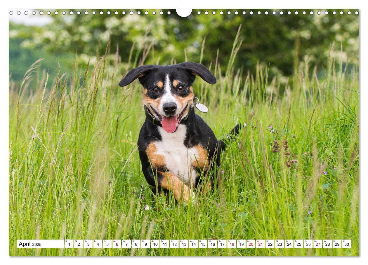 Bild: 9783435313051 | Mein bester Freund - Entlebucher Sennenhund (Wandkalender 2025 DIN...