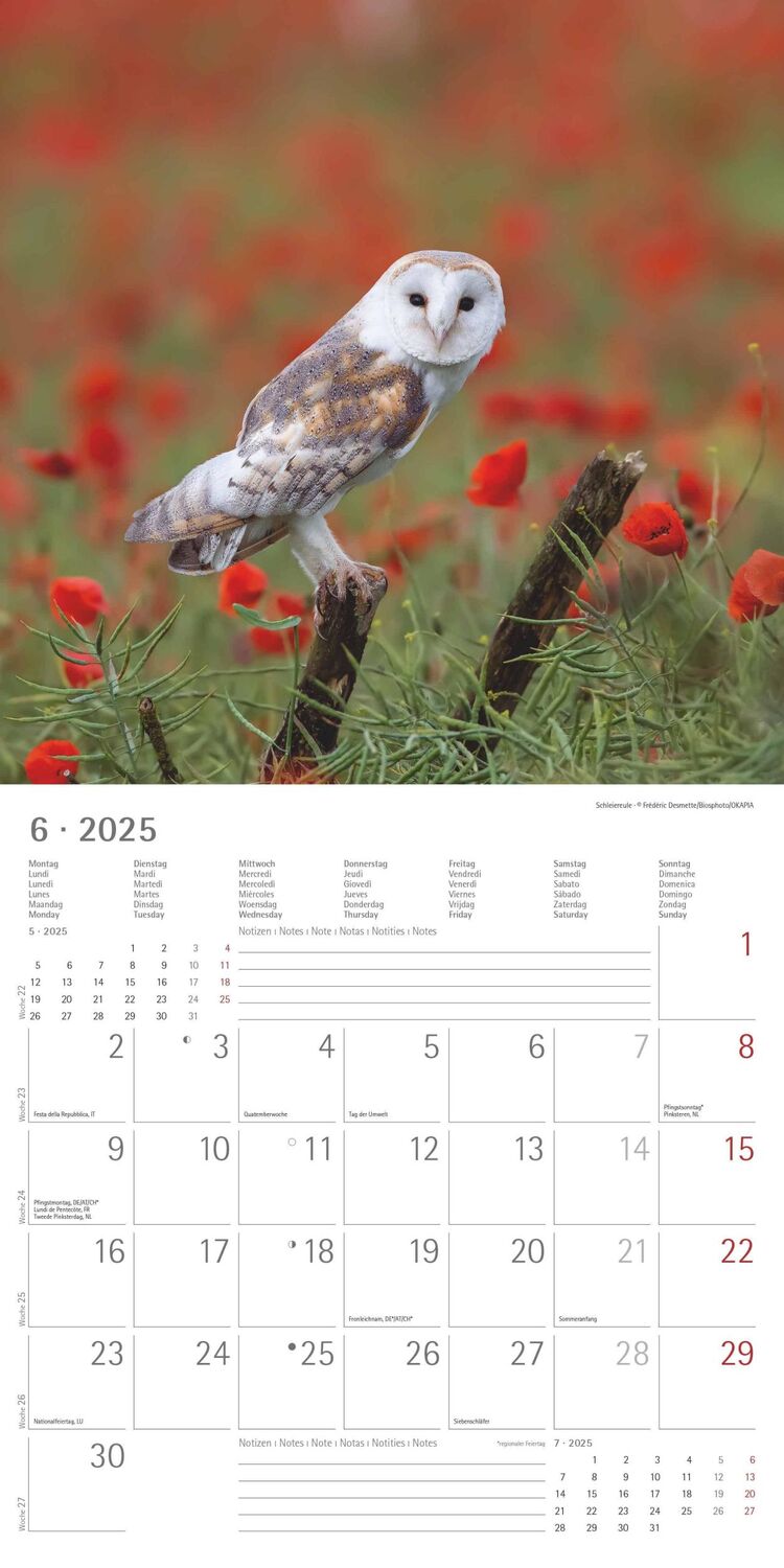 Bild: 4251732340735 | Eulen 2025 - Broschürenkalender 30x30 cm (30x60 geöffnet) -...