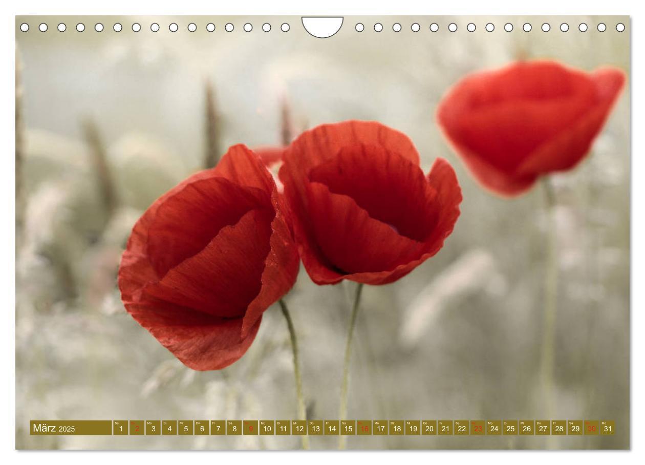 Bild: 9783435288281 | Mohnblumen - Fotografie mit Magie (Wandkalender 2025 DIN A4 quer),...