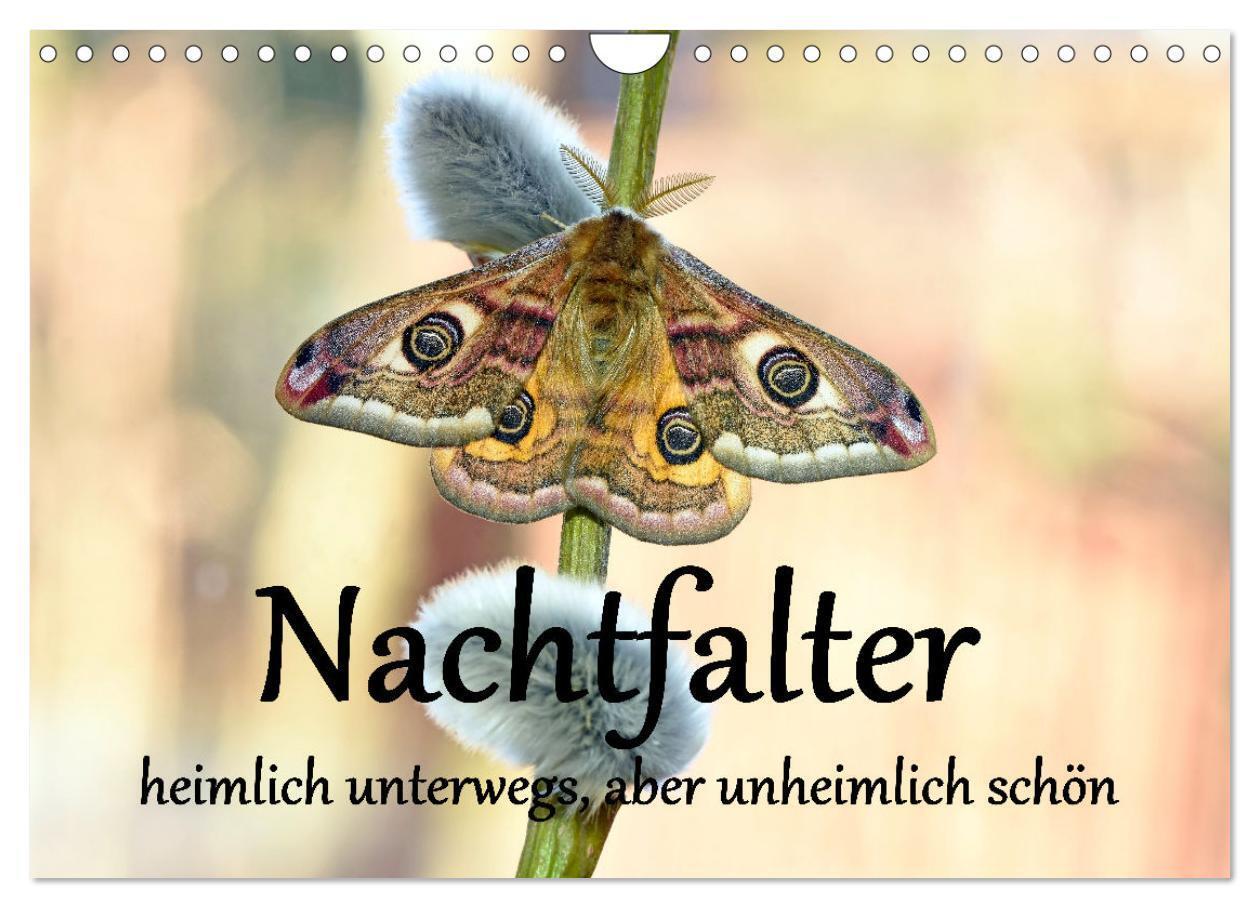 Cover: 9783383842276 | Nachtfalter - heimlich unterwegs, aber unheimlich schön...