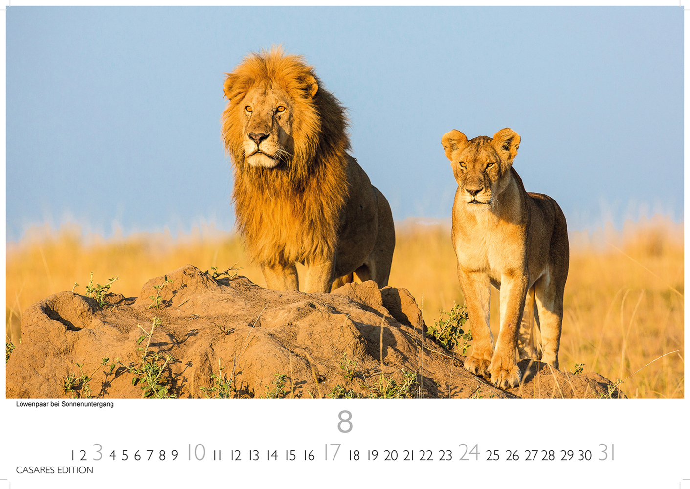 Bild: 9781835240519 | African Wildlife 2025 S 24x35 cm | Kalender | 14 S. | Deutsch | 2025