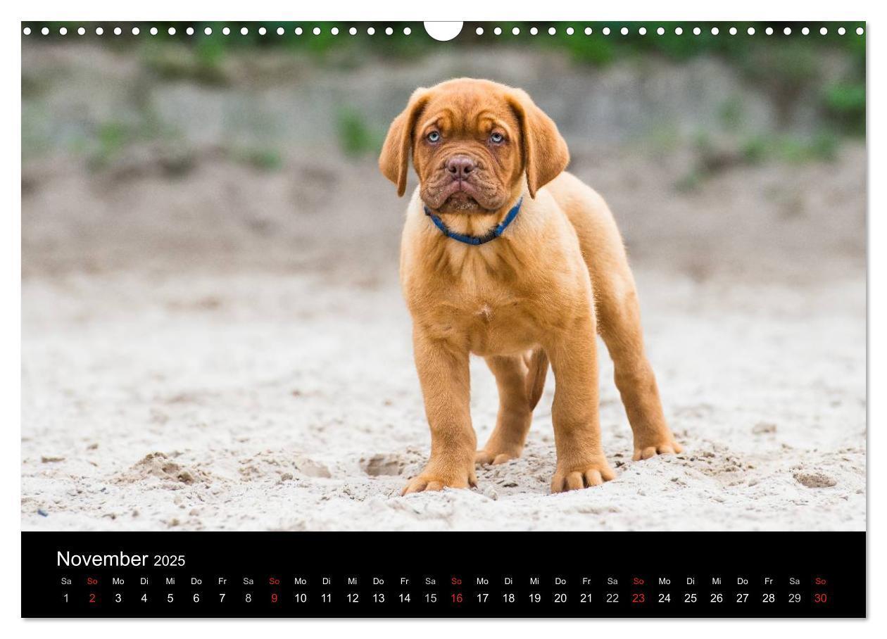 Bild: 9783435519101 | Bordeauxdoggen Welpen (Wandkalender 2025 DIN A3 quer), CALVENDO...