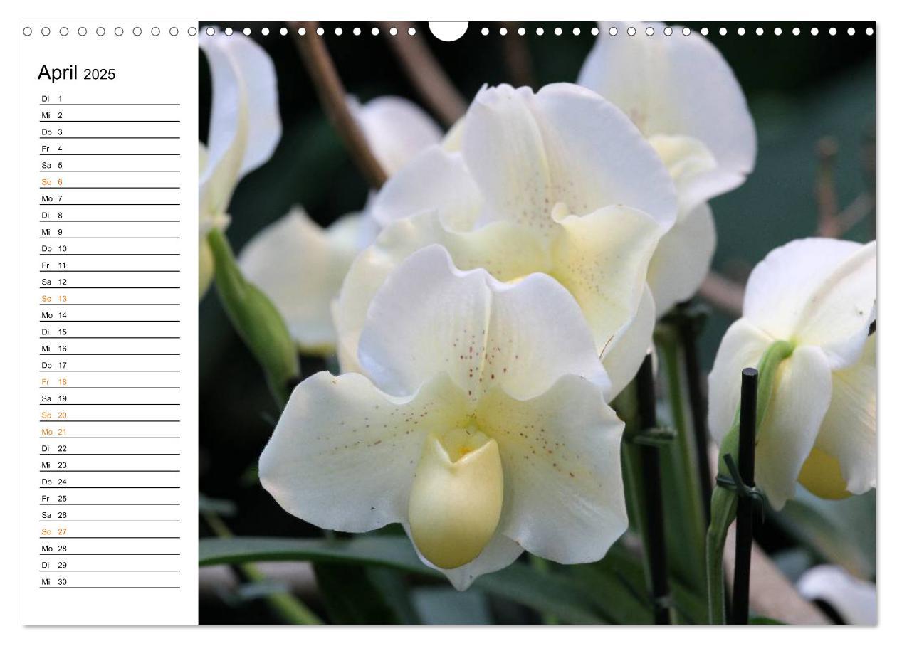 Bild: 9783435532780 | Prachtvolle Orchideen (Wandkalender 2025 DIN A3 quer), CALVENDO...