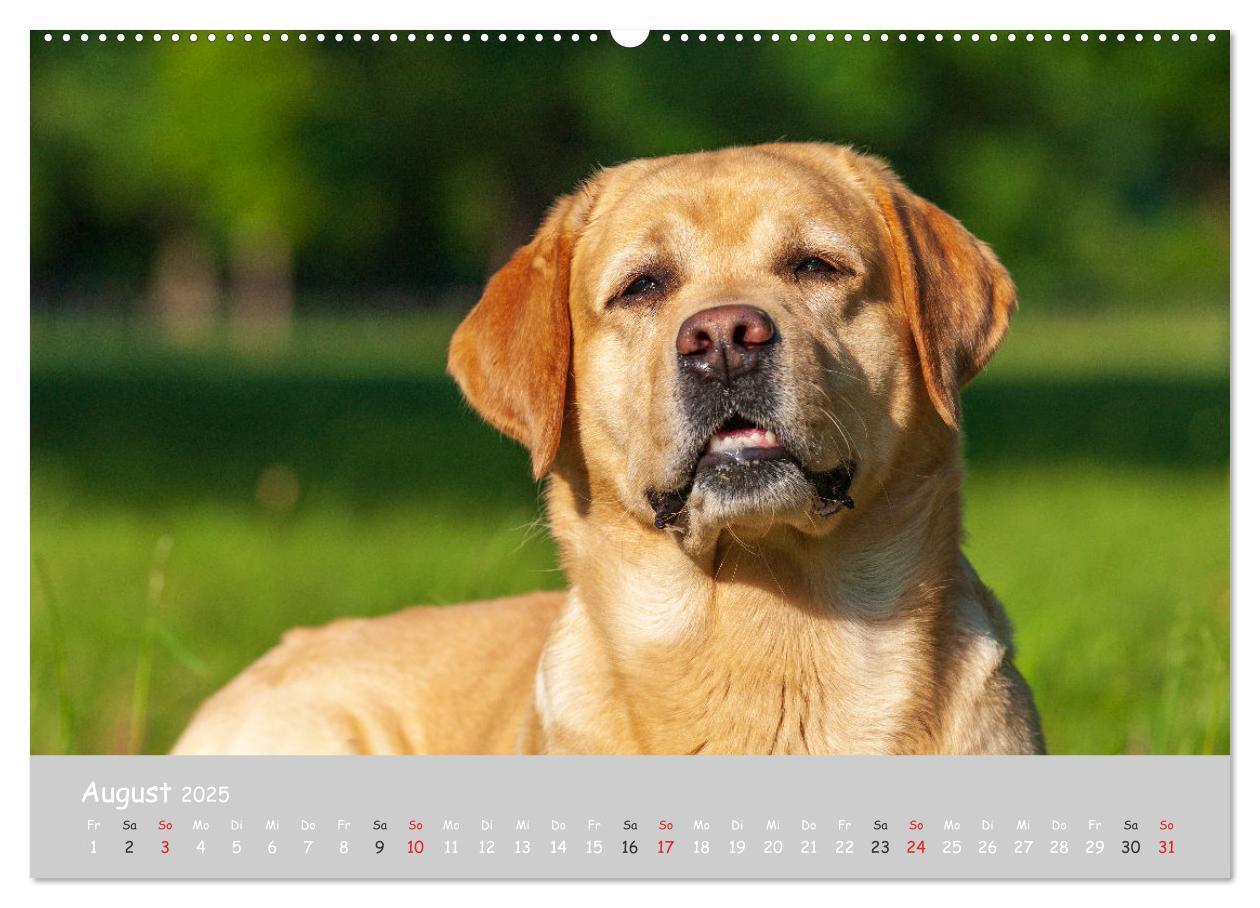 Bild: 9783435531554 | Liebenswerter Labrador 2025 (Wandkalender 2025 DIN A2 quer),...