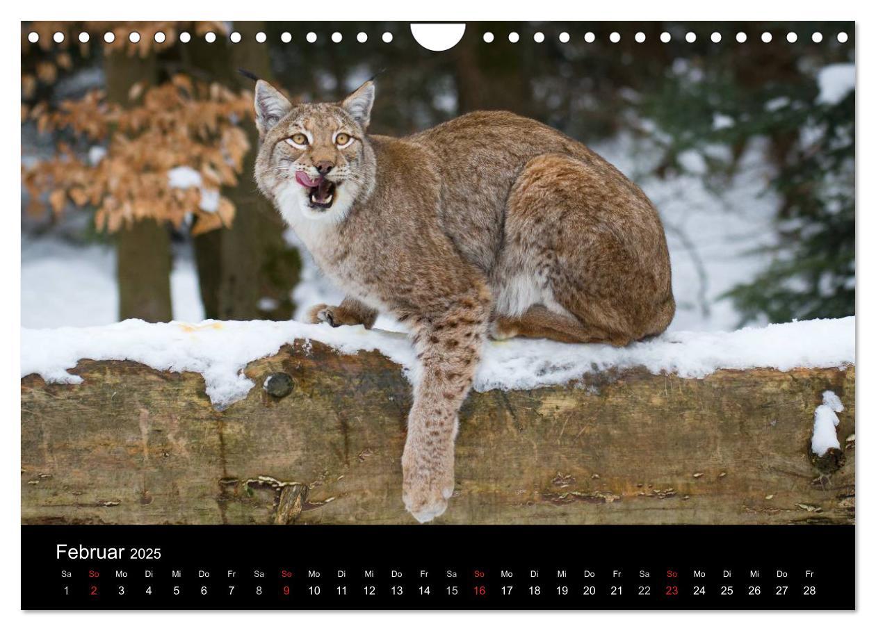 Bild: 9783435606146 | Luchse - Europas größte Katzen (Wandkalender 2025 DIN A4 quer),...