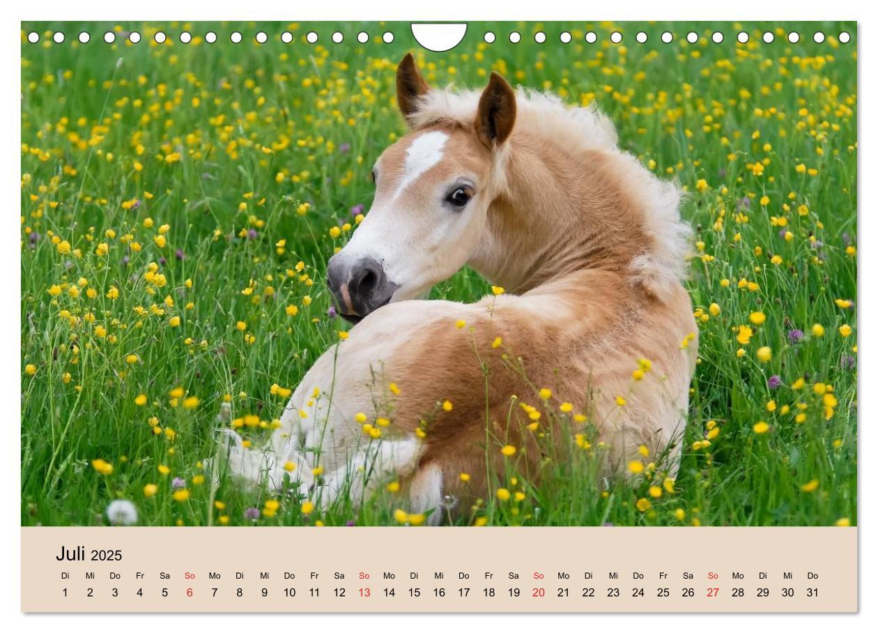 Bild: 9783435786534 | Haflinger Fohlen (Wandkalender 2025 DIN A4 quer), CALVENDO...