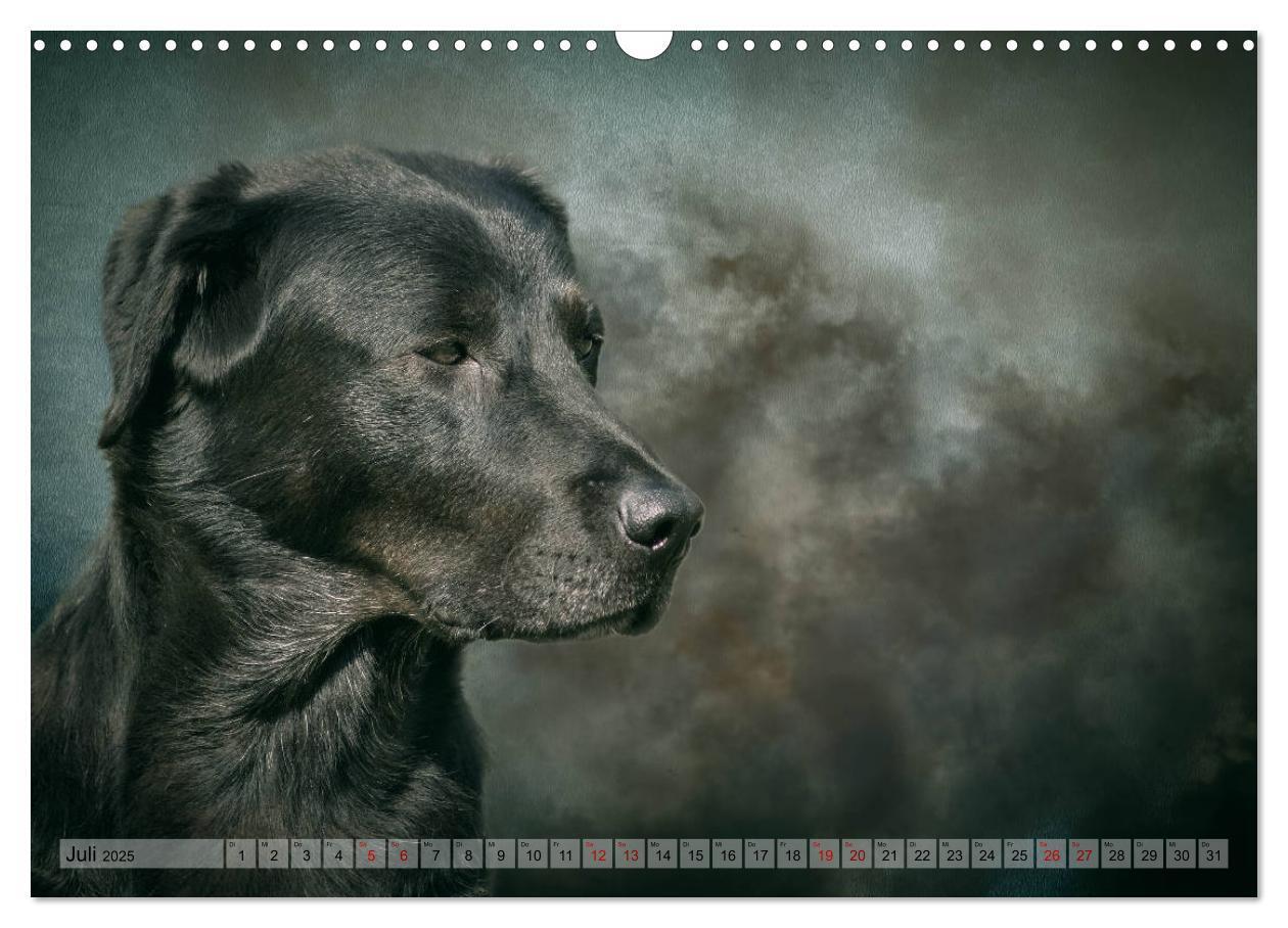 Bild: 9783435293933 | Jagdhunde im Portrait (Wandkalender 2025 DIN A3 quer), CALVENDO...