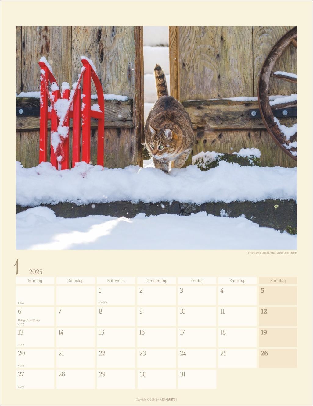 Bild: 9783839900505 | Katzen auf dem Lande Kalender 2025 | Kalender | Spiralbindung | 14 S.