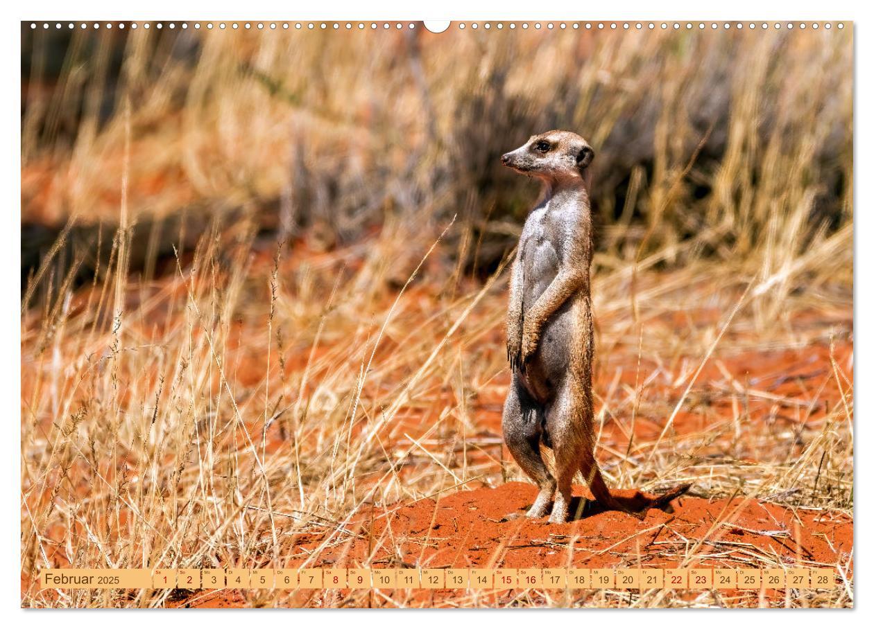 Bild: 9783383779336 | Afrikas Tierwelt - Erdmännchen (Wandkalender 2025 DIN A2 quer),...