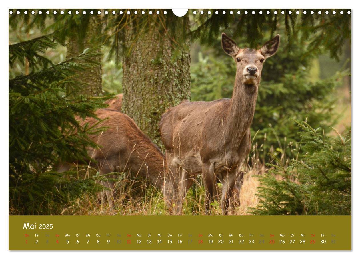 Bild: 9783435634569 | Begegnungen. DER HIRSCH (Wandkalender 2025 DIN A3 quer), CALVENDO...