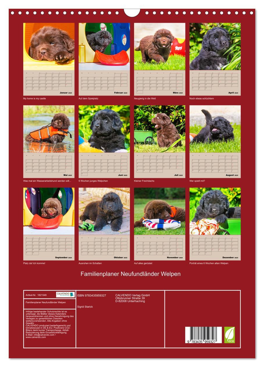 Bild: 9783435959327 | Familienplaner Neufundländer Welpen (Wandkalender 2025 DIN A3...