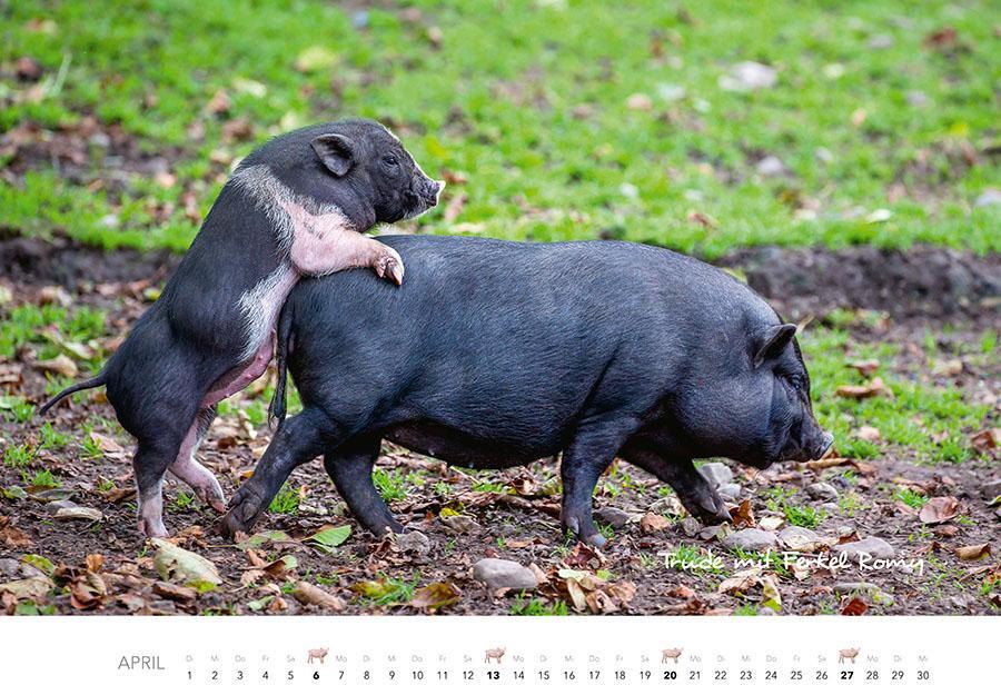 Bild: 9783966648332 | Schweine Kalender 2025 | Der Tierkalender mit den charmanten Namen