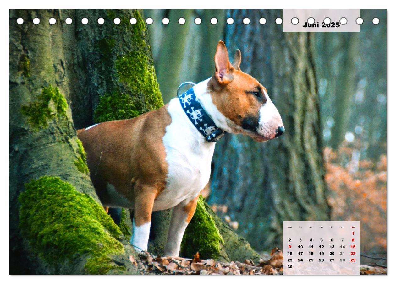 Bild: 9783383946813 | Bullterrier. Freudiges Wesen und Charakter (Tischkalender 2025 DIN...