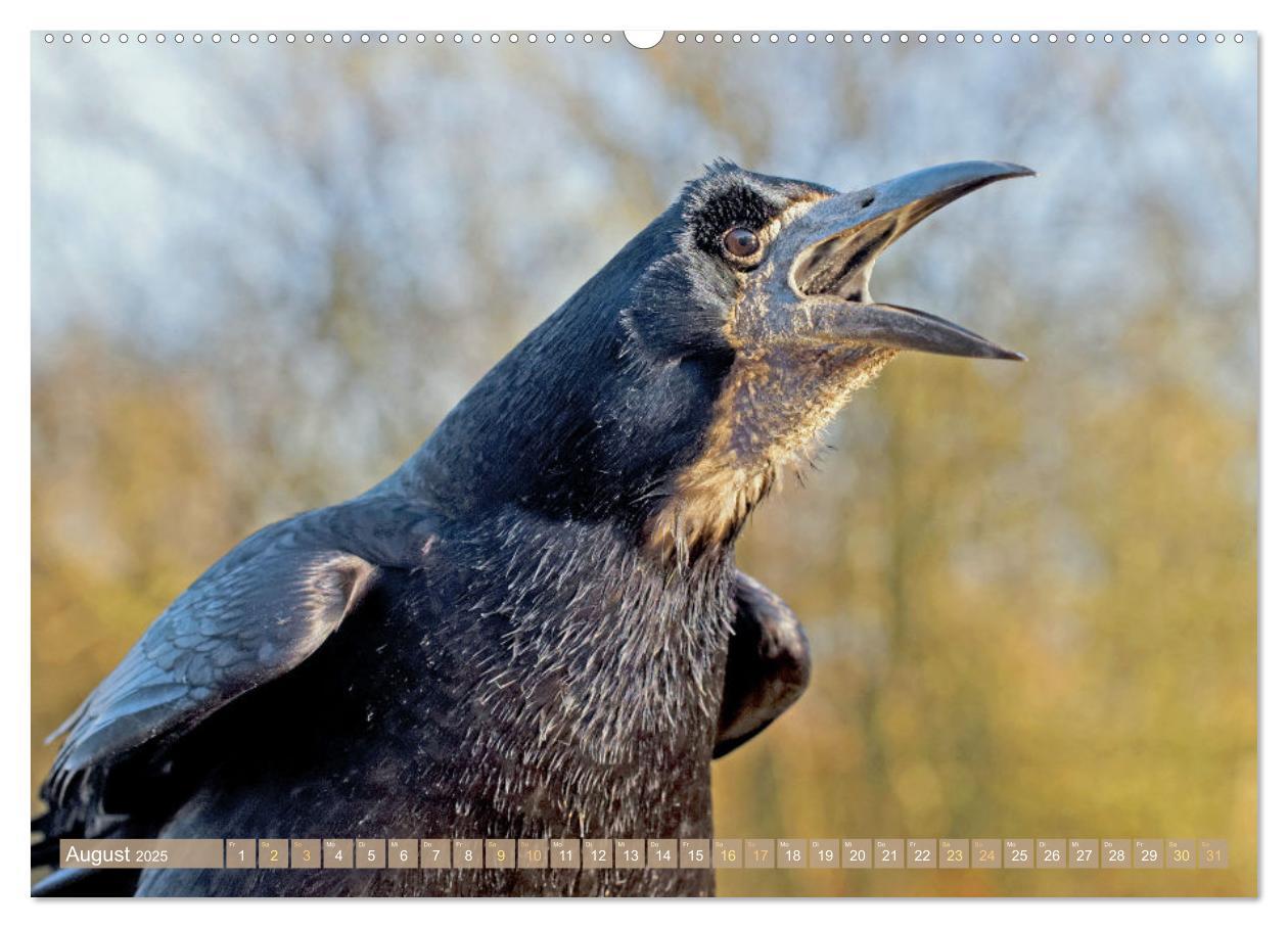 Bild: 9783383776687 | Rabenvögel: Schwarz, schlau, schön (Wandkalender 2025 DIN A2 quer),...