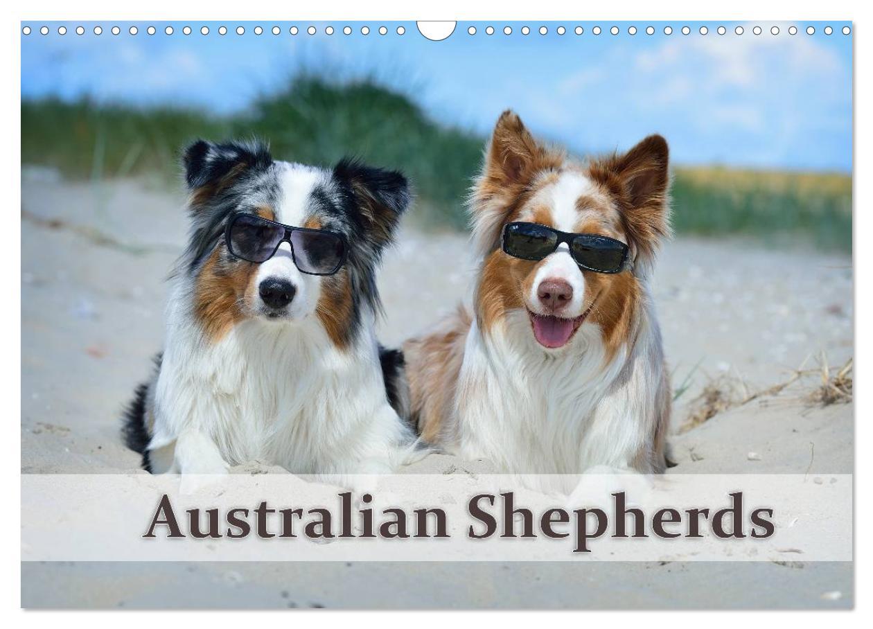 Cover: 9783435809196 | Wunderbare Australian Shepherds (Wandkalender 2025 DIN A3 quer),...