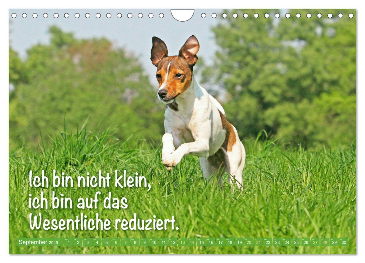 Bild: 9783457199763 | Jack Russell Terrier: flink und verspielt (Wandkalender 2025 DIN A4...