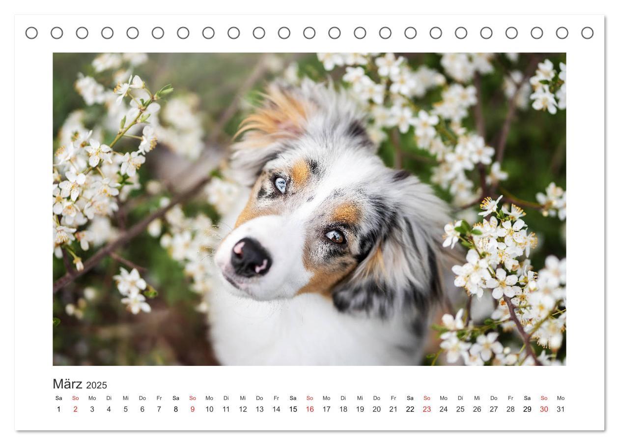 Bild: 9783435179954 | Herzensaussies - Australian Shepherd (Tischkalender 2025 DIN A5...