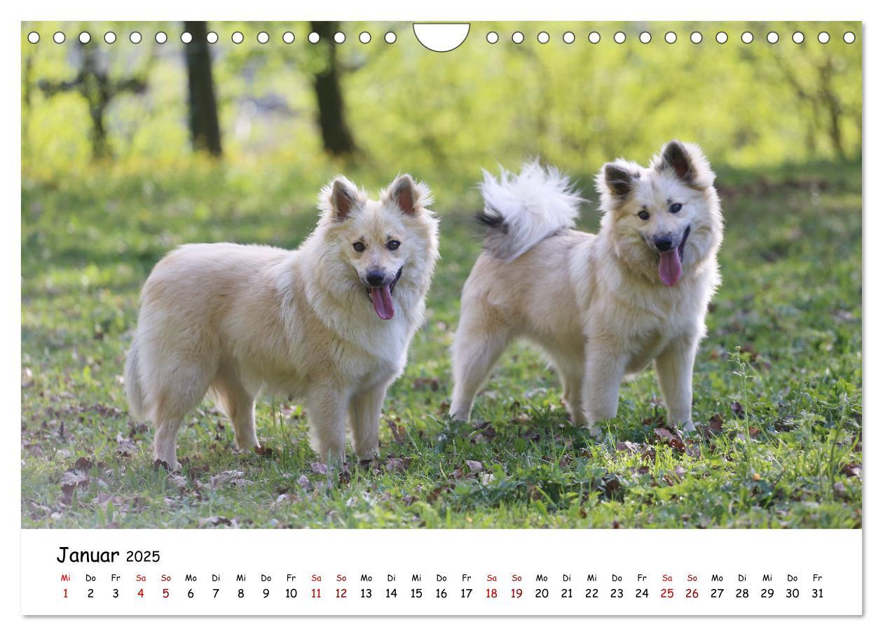 Bild: 9783383973161 | Islandhunde (Wandkalender 2025 DIN A4 quer), CALVENDO Monatskalender