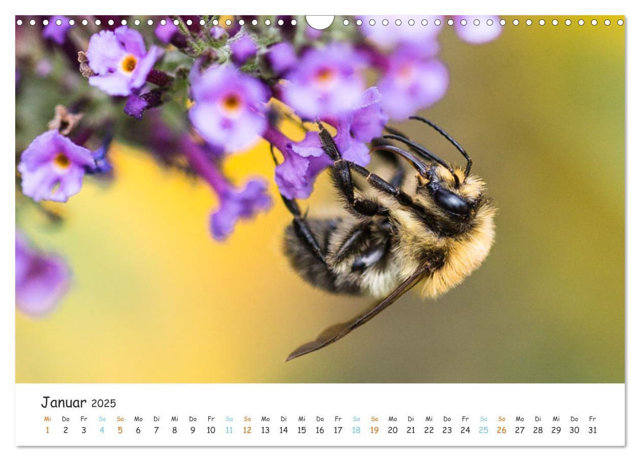 Bild: 9783435051809 | Bee Beautiful - Die phantastische Welt der Bienen (Wandkalender...