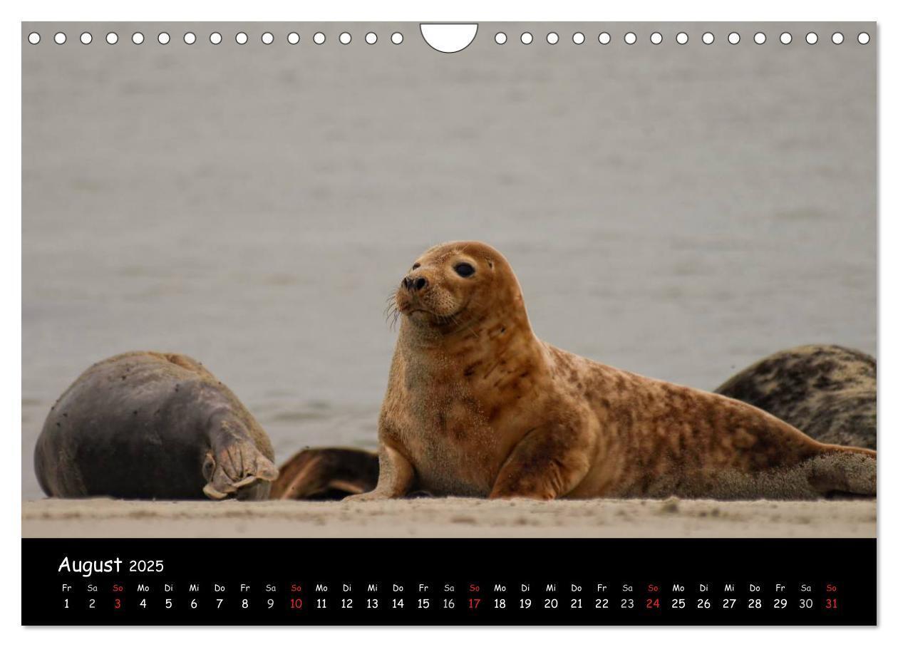 Bild: 9783435793488 | Helgoland und die Düne (Wandkalender 2025 DIN A4 quer), CALVENDO...